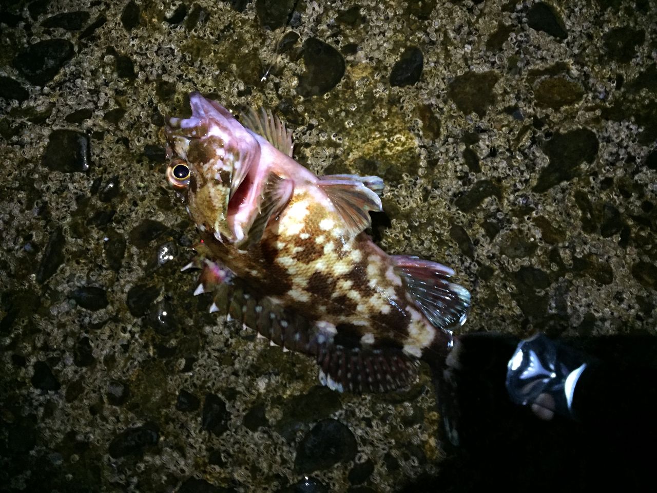 カサゴ 遠投かご釣り 沼津で釣り三昧 釣果情報公開です