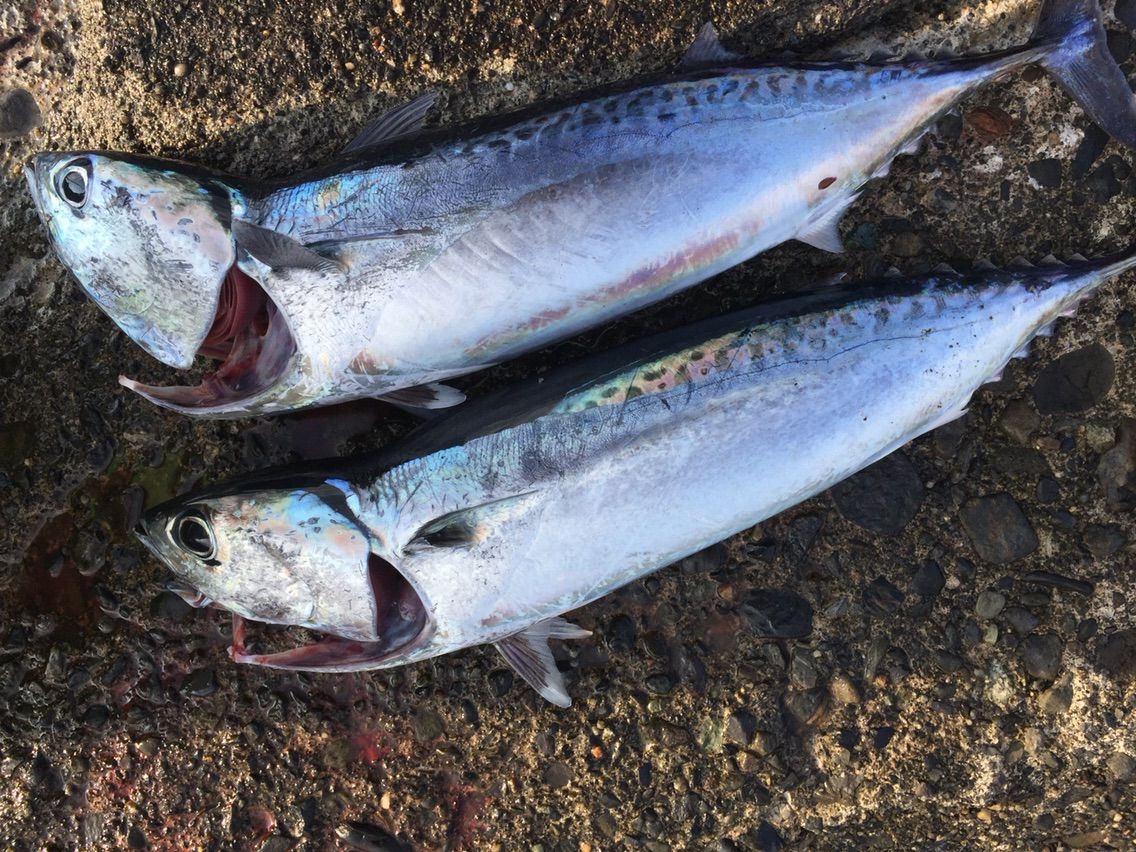 これが釣れると 夏到来 沼津で両軸遠投カゴ釣り 遠投かご釣り 沼津で釣り三昧 釣果情報公開です
