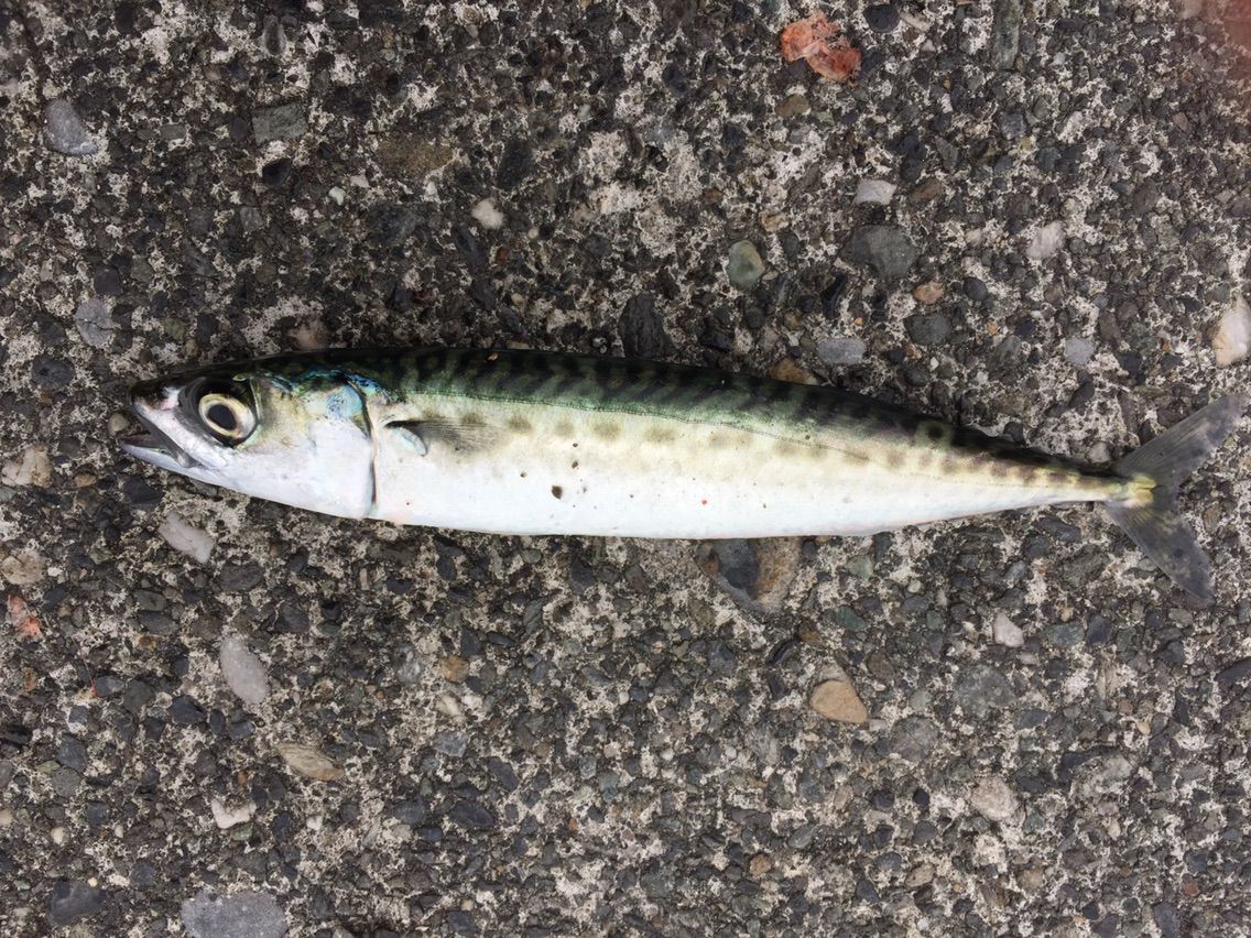サバ 遠投かご釣り 沼津で釣り三昧 釣果情報公開です