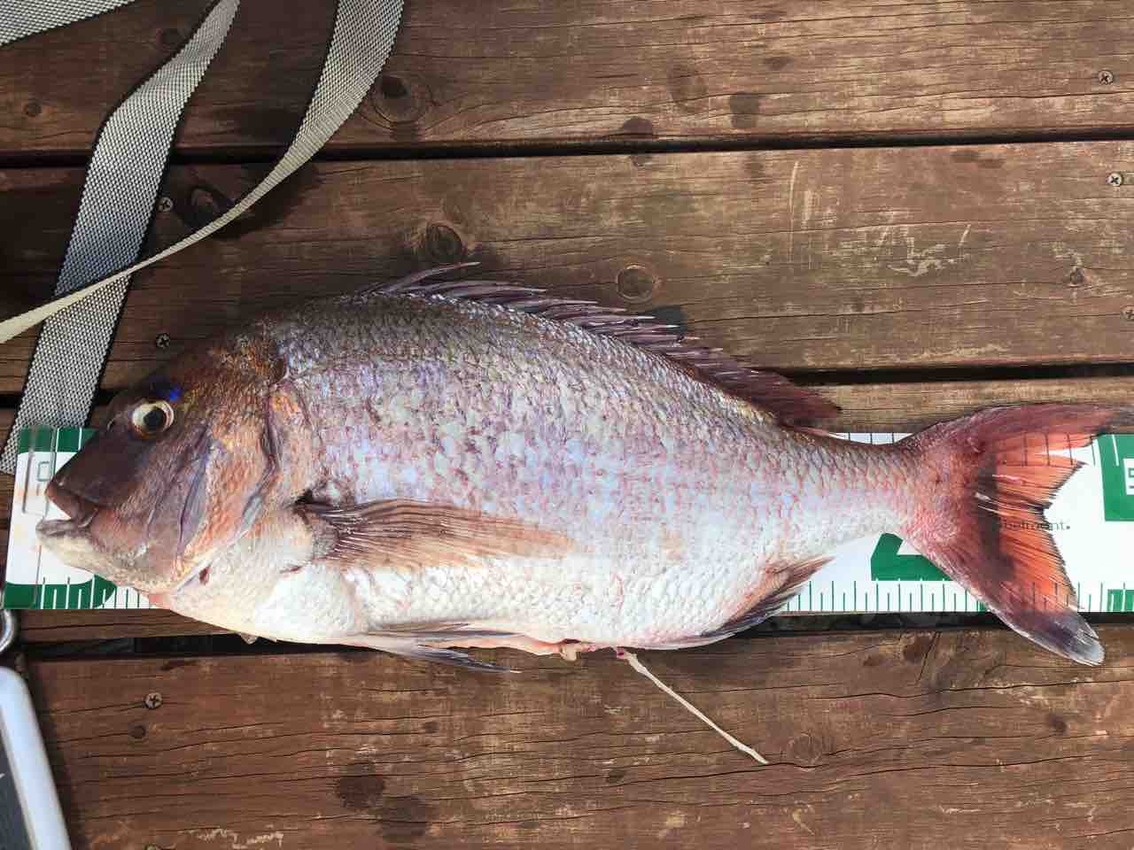 真鯛 遠投かご釣り 沼津で釣り三昧 釣果情報公開です
