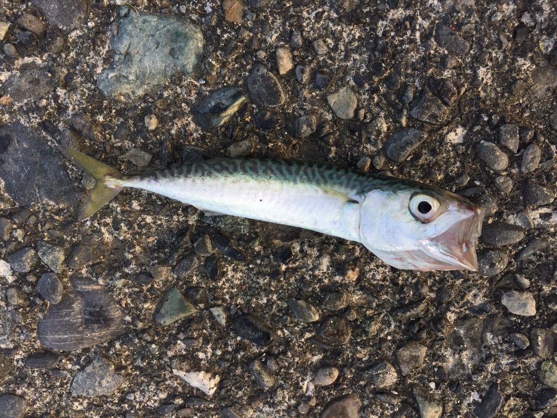 サバ 遠投かご釣り 沼津で釣り三昧 釣果情報公開です
