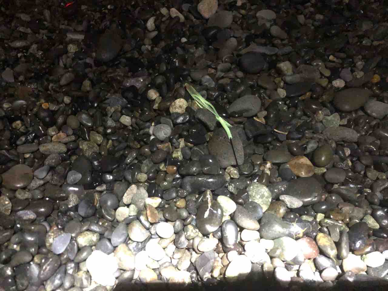 夜の片浜で 遠投釣り 狙いは太刀魚 遠投かご釣り 沼津で釣り三昧 釣果情報公開です 夜の片浜で 遠投釣り 狙いは太刀魚 遠投かご釣り 沼津で釣り三昧 釣果情報公開です