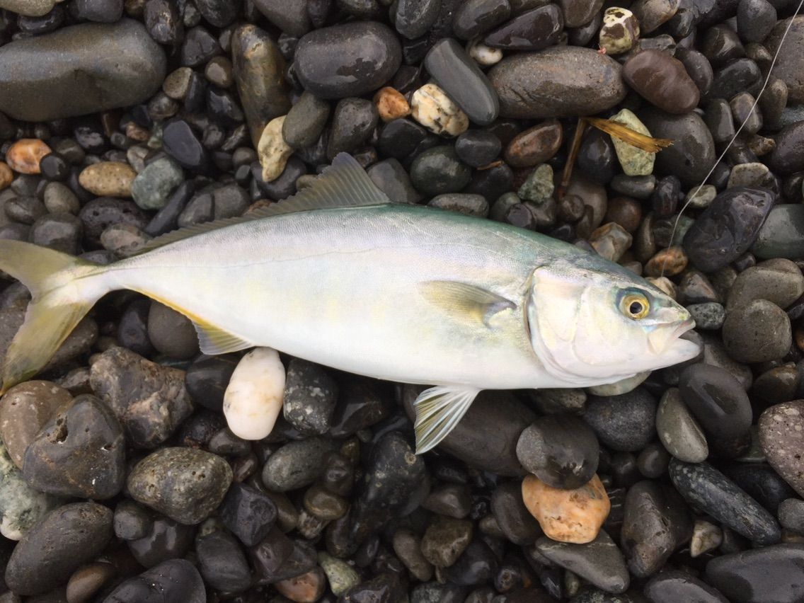 夏の片浜 遠投両軸カゴ釣りでシイラにカンパチ 遠投かご釣り 沼津で釣り三昧 釣果情報公開です