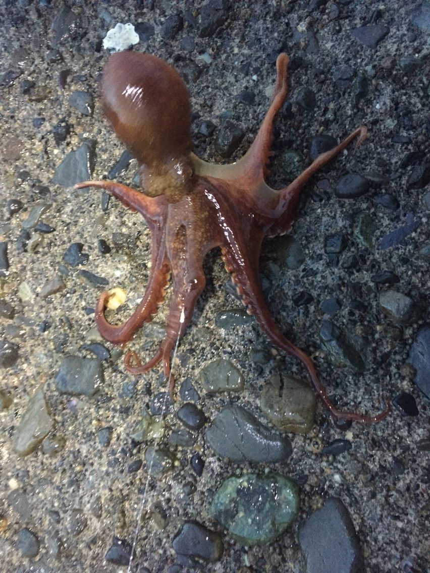ソウダカツオがこの時期に 遠投カゴ釣り 12月釣り 遠投かご釣り 沼津で釣り三昧 釣果情報公開です