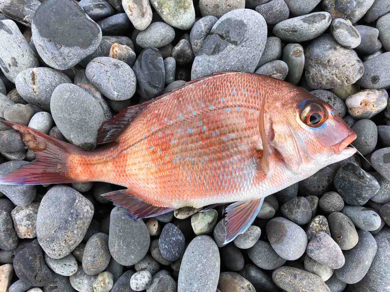 真鯛 遠投かご釣り 沼津で釣り三昧 釣果情報公開です