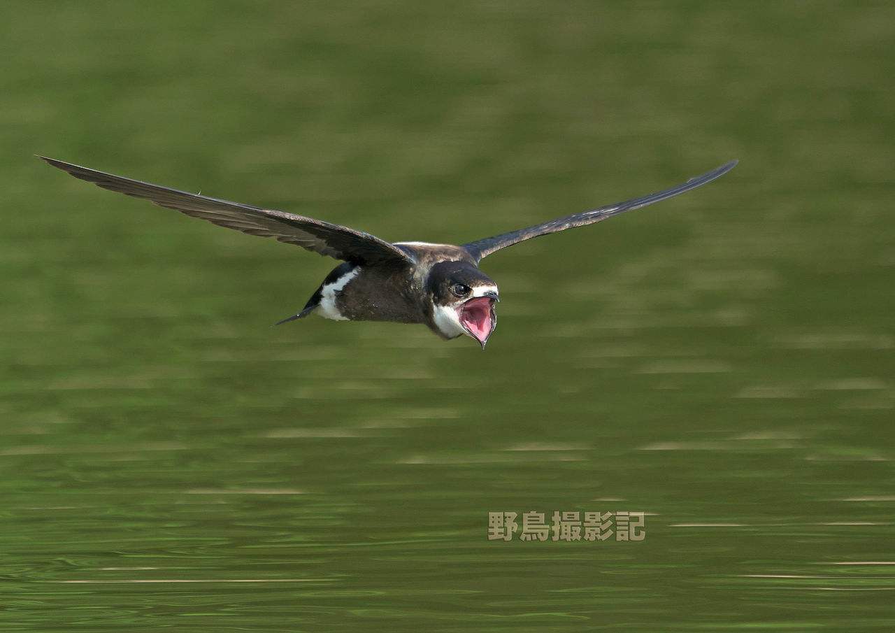 ハリオアマツバメ 18 野鳥撮影記 ハリオアマツバメ 18 野鳥撮影記