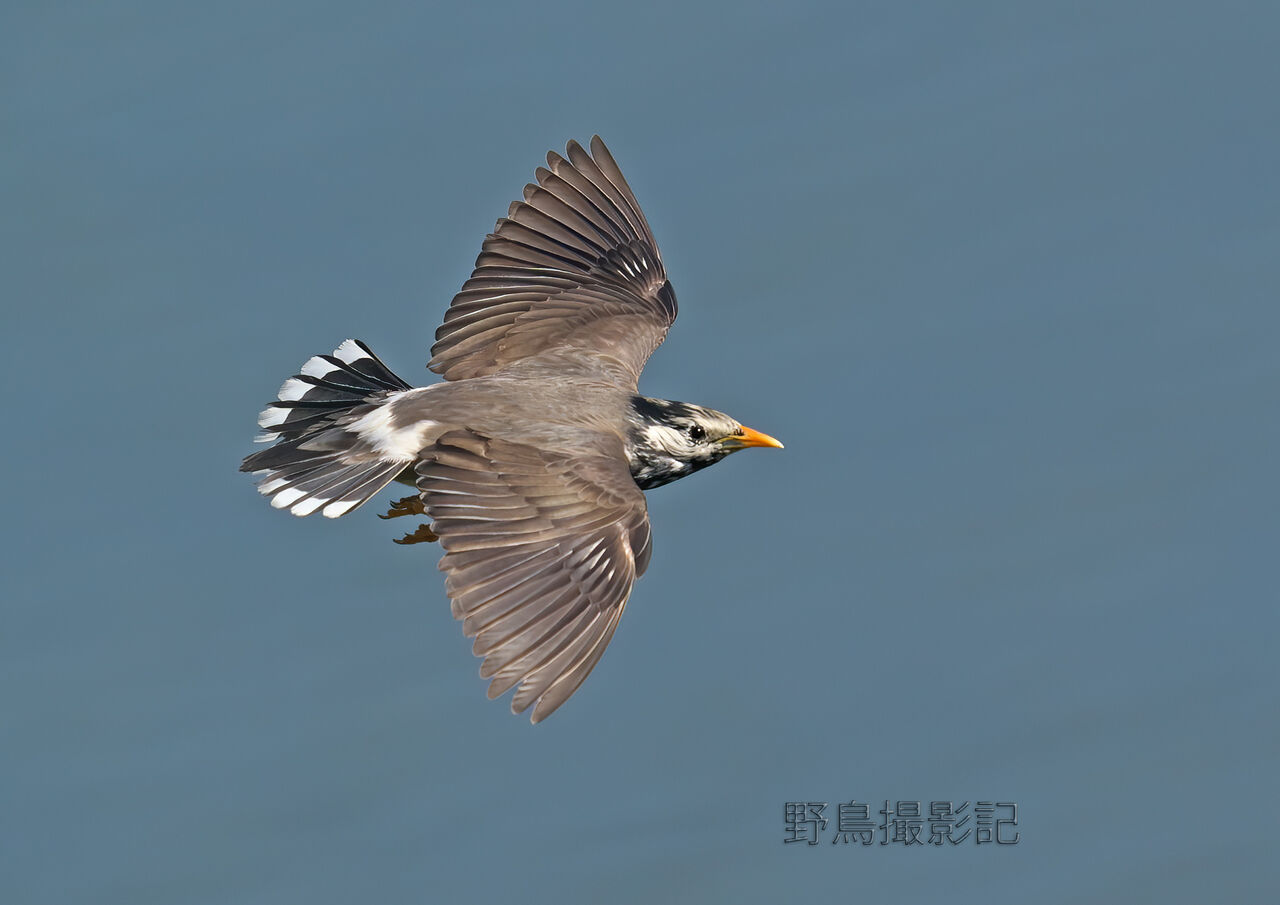 ムクドリ 野鳥撮影記