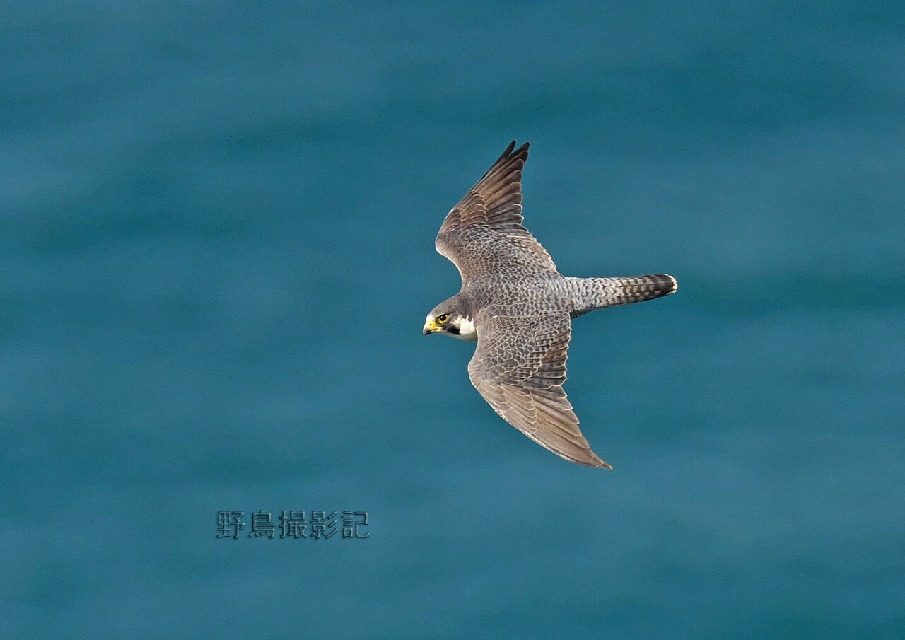 ハヤブサ : 野鳥撮影記