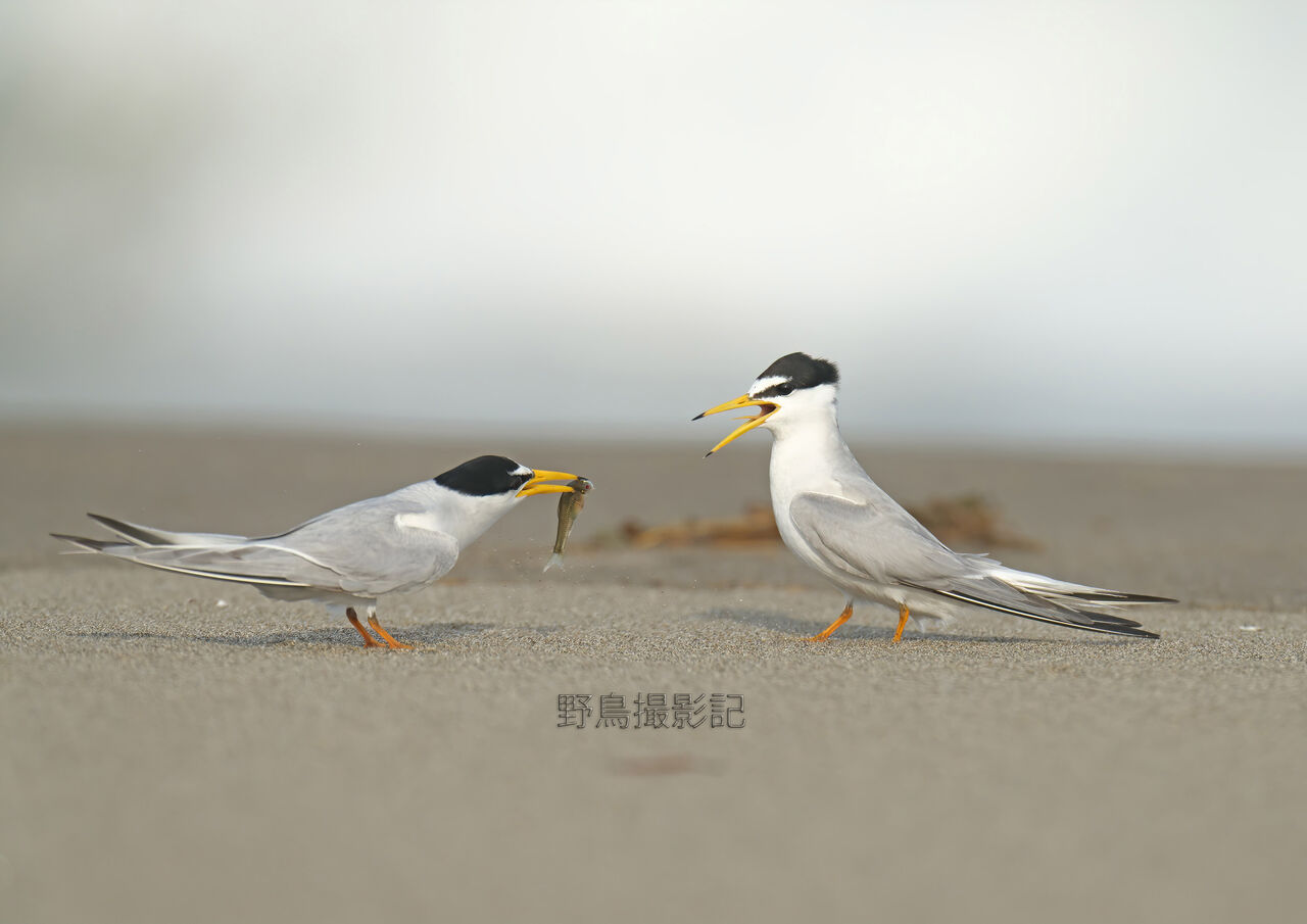 コアジサシ その 野鳥撮影記