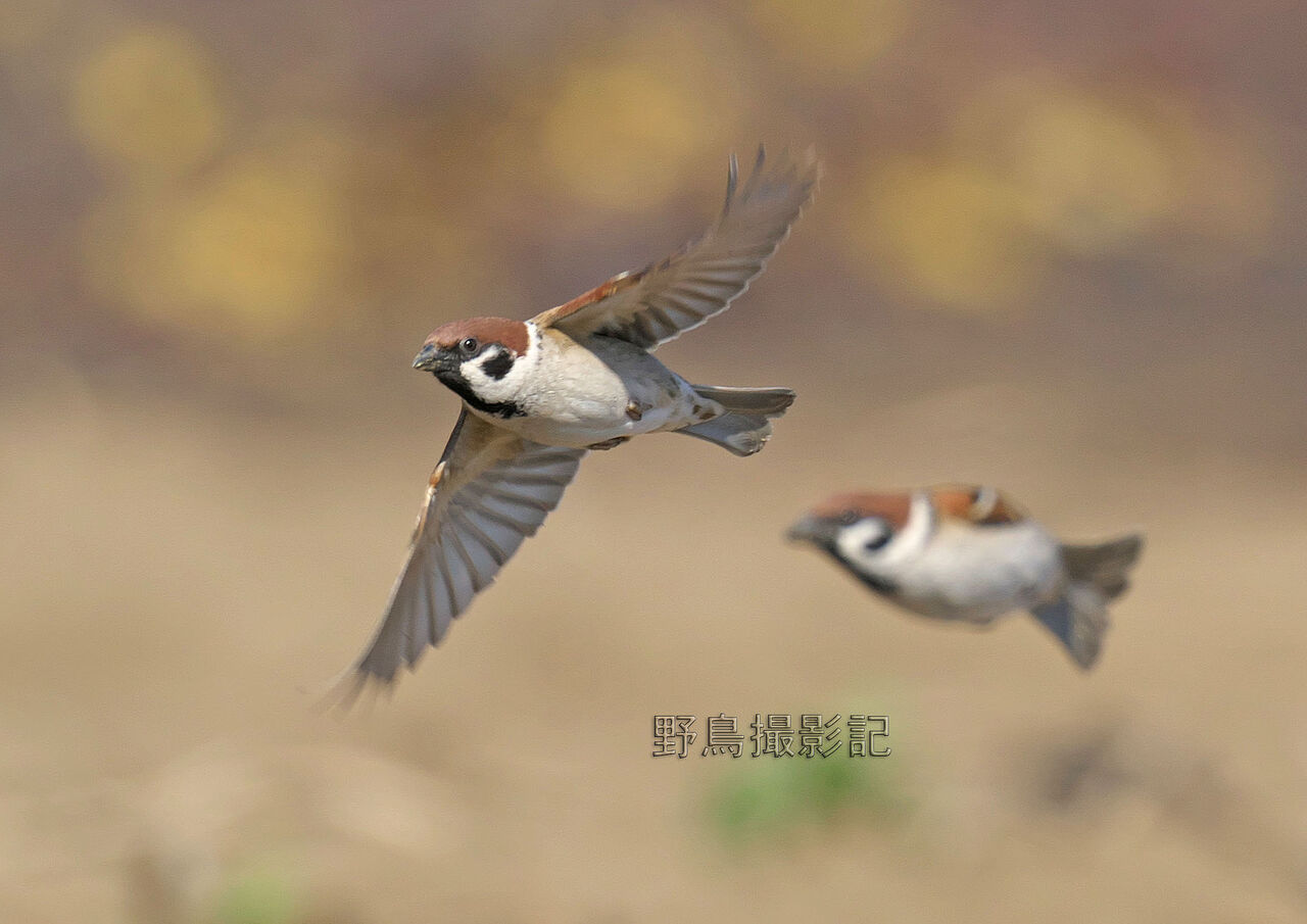 スズメページ 332120 切削・研磨 サンダー用ペーパー 電動サンダー用メッシュ