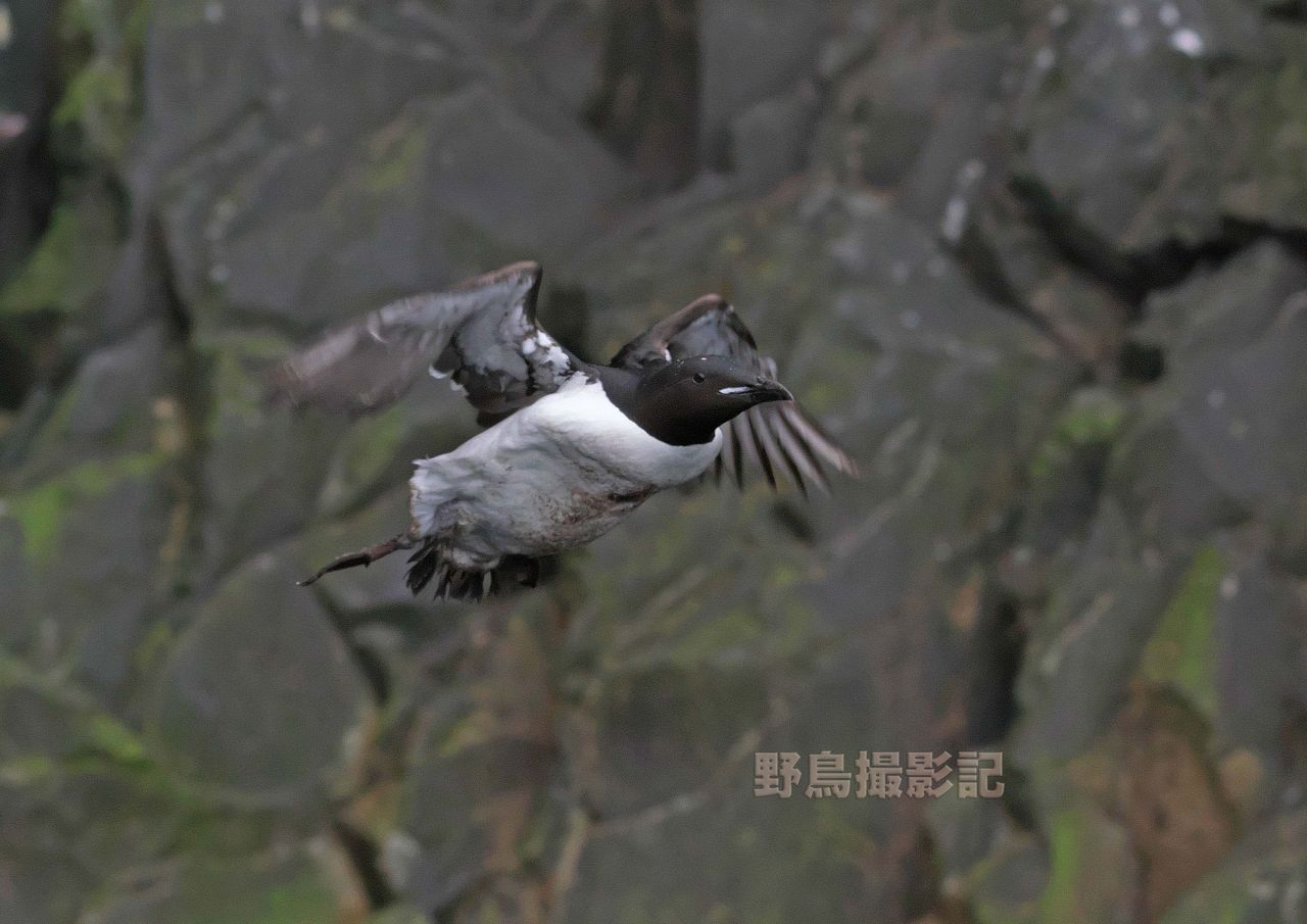 千島列島の旅 その 野鳥撮影記 千島列島の旅 その 野鳥撮影記