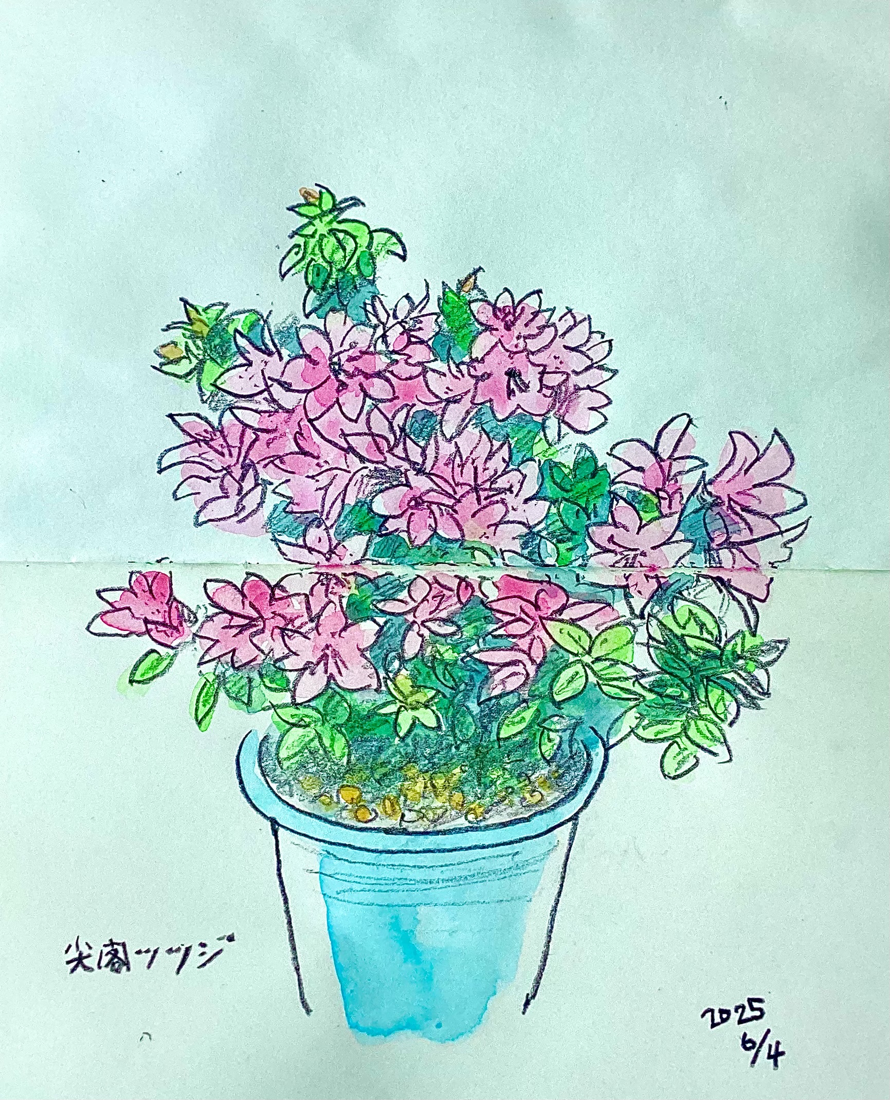 尖閣のツツジをスケッチ : カズヨシのアトリエ