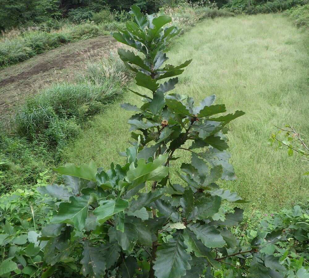柏の木 : 山小屋暮らし