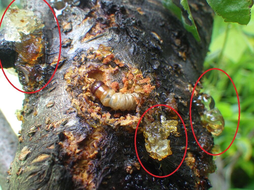 桃の木の害虫 山小屋暮らし