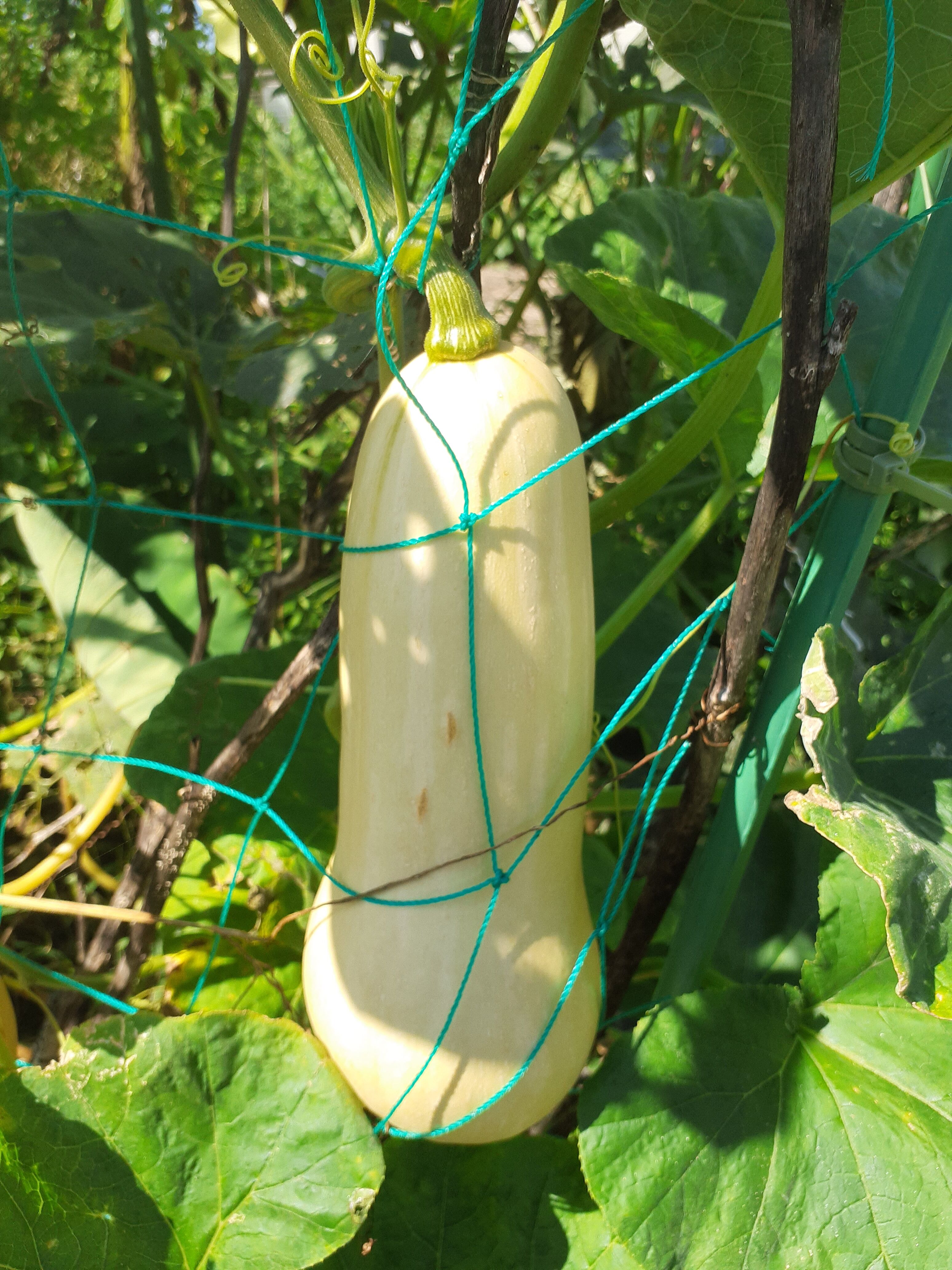 カボチャ かぼちや 山小屋暮らし