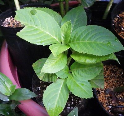 紫陽花の挿し木 山小屋暮らし