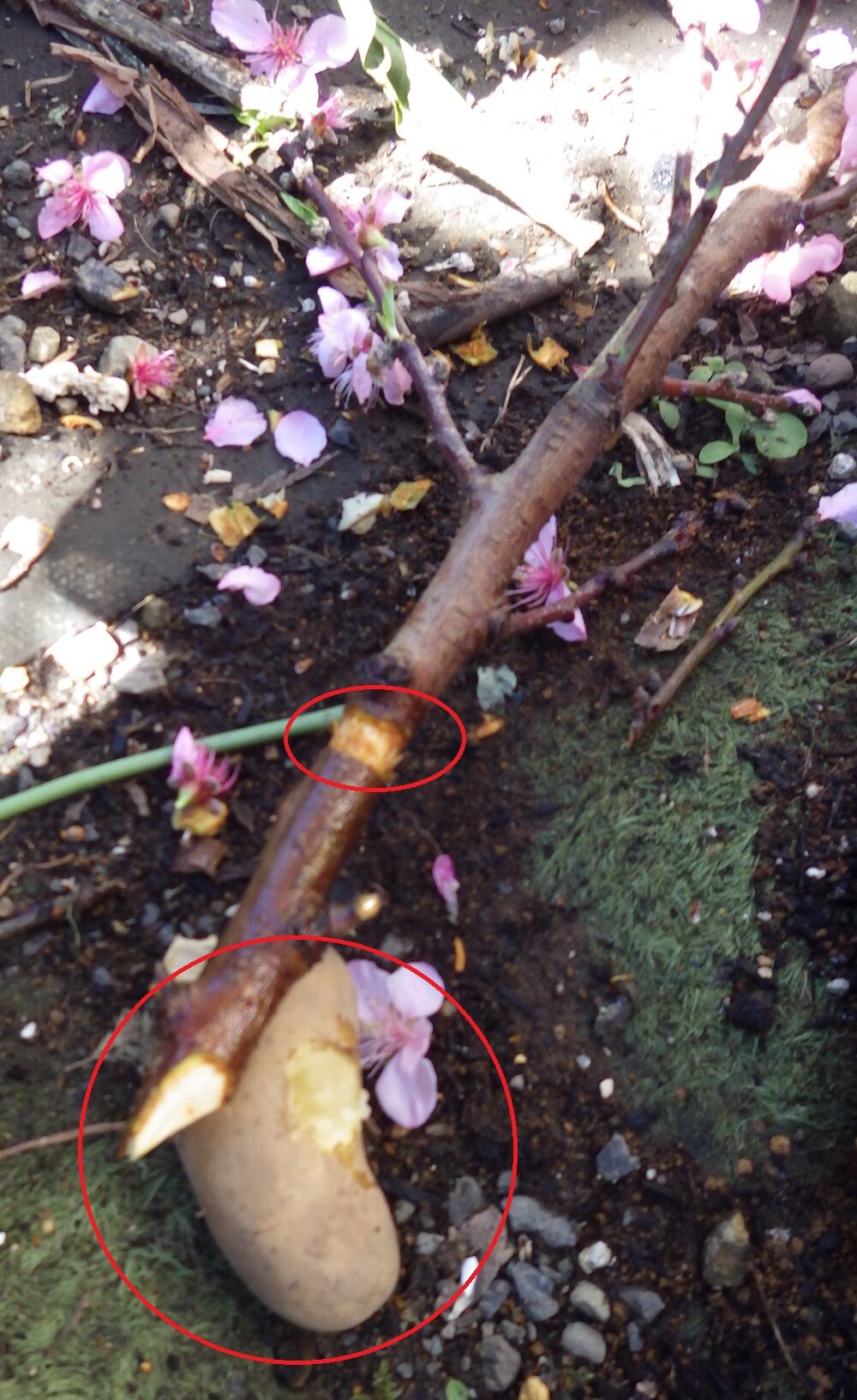 桃の挿し木 山小屋暮らし