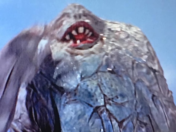 75285798_2509176659196645_4579119497624944640_n