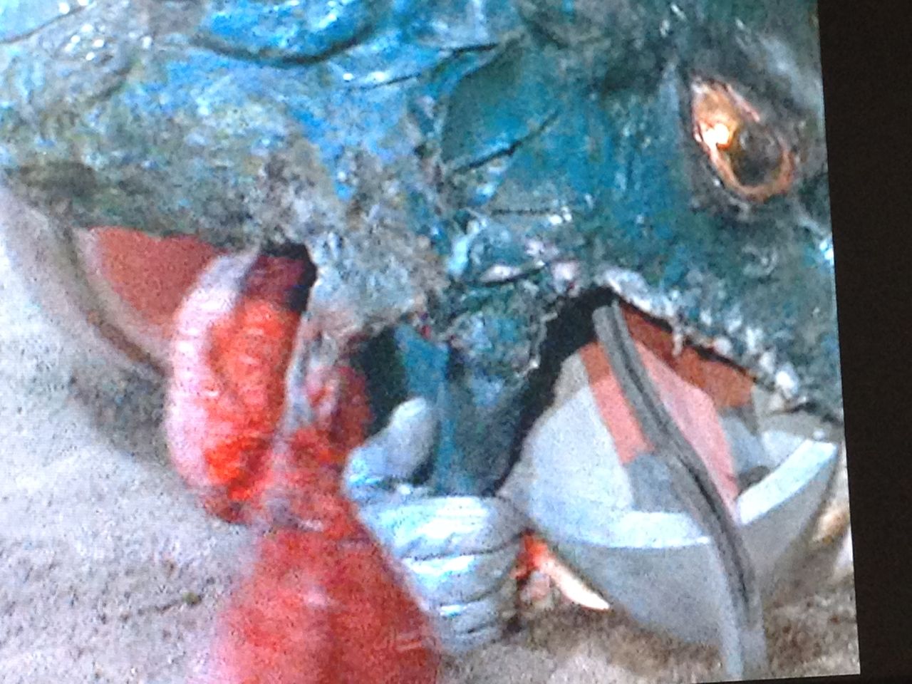 キングザウルス四世 その２ Hated In The Nation