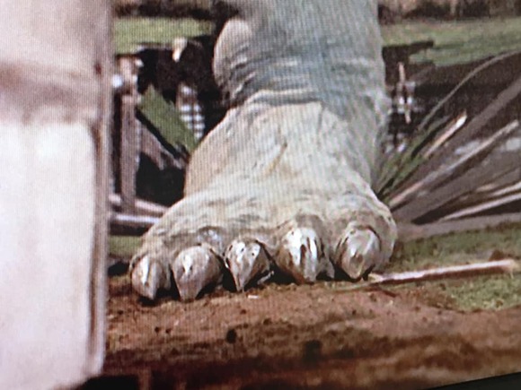 73252563_2509176885863289_8543814571750588416_n