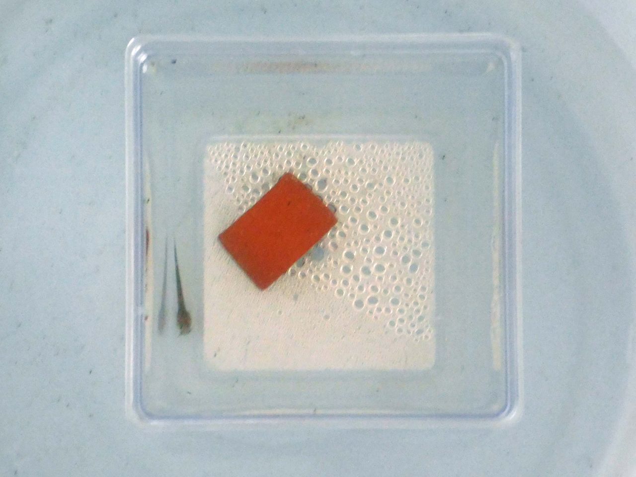 アカザの稚魚 ビワコオオナマズ飼育日記