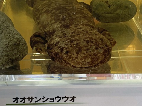oosanshouuo_hyouhon