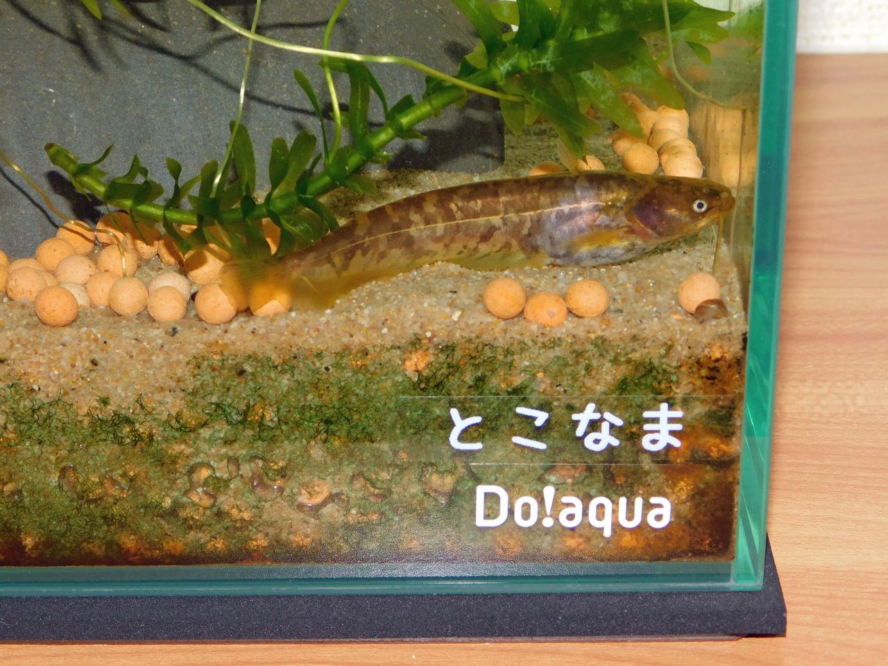 水際族始動 岡崎篇 ビワコオオナマズ飼育日記 水際族始動 岡崎篇 ビワコオオナマズ飼育日記