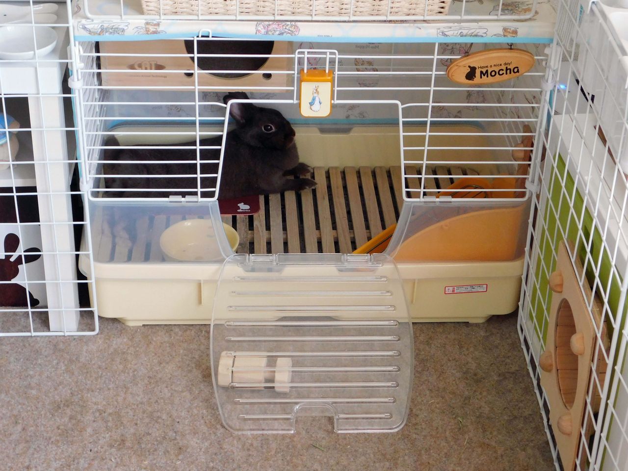 アカザの稚魚 ビワコオオナマズ飼育日記