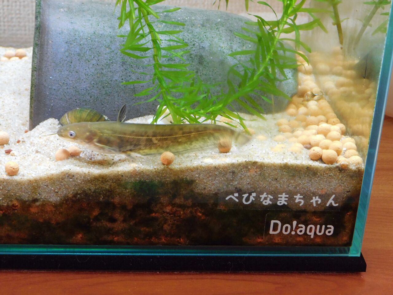 名前が決まりました ビワコオオナマズ飼育日記 名前が決まりました ビワコオオナマズ飼育日記