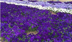 IMG_3537