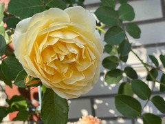 IMG_9827
