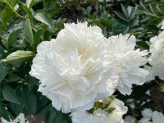 IMG_0694