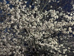 IMG_3447