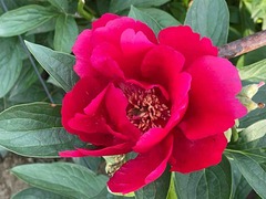 IMG_0711