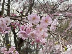 IMG_4693