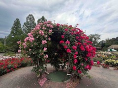 IMG_7106