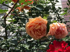 IMG_7585