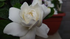 DSC_1139