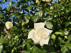 IMG_6942