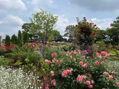 IMG_0600