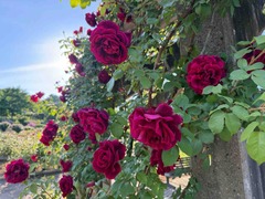 IMG_6934
