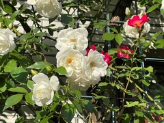 IMG_9826