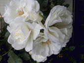 �����ʤ�