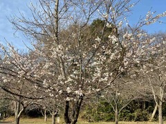 IMG_4428