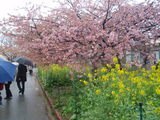 菜の花と桜2