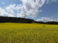 IMG_8896
