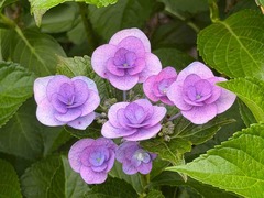 IMG_8096