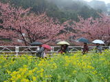 菜の花と桜1