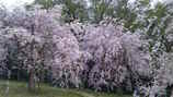 ¤·¤À¤ìºù