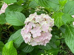 IMG_1230